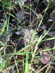 Xyris tennesseensis