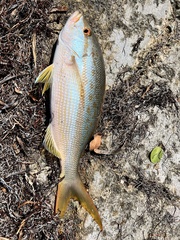 Ocyurus chrysurus