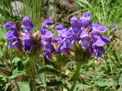 Prunella grandiflora