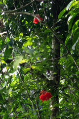 Brownea grandiceps