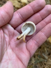 Hypholoma lateritium