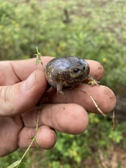 Breviceps verrucosus