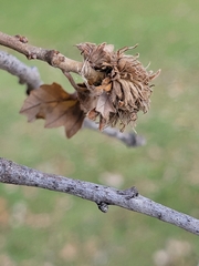Andricus quercusfrondosus
