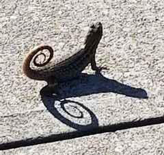 Leiocephalus carinatus