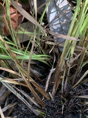 Xyris tennesseensis