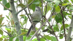 Synallaxis albescens