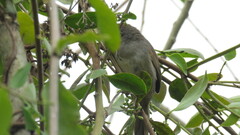 Synallaxis albescens