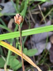Xyris tennesseensis