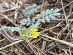 Tribulus terrestris