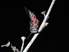 Coelioxys slossoni slossoni