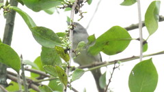 Synallaxis albescens