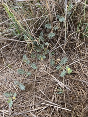 Tribulus terrestris