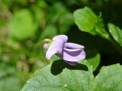 Viola palustris
