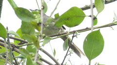 Synallaxis albescens