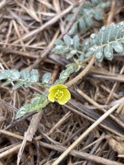 Tribulus terrestris