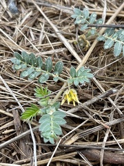 Tribulus terrestris