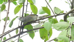 Synallaxis albescens