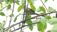 Synallaxis albescens