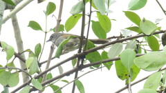 Synallaxis albescens