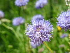 Jasione