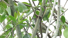 Synallaxis albescens