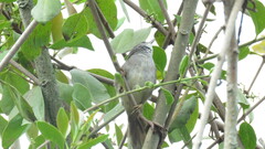 Synallaxis albescens