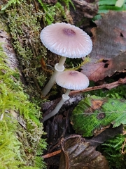 Lepiota rubrotinctoides