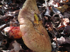 Boletus loyita