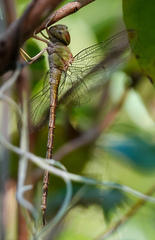 Triacanthagyna septima