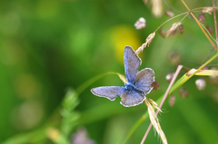Cyaniris semiargus