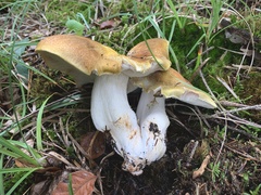 Tricholoma arvernense