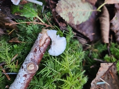 Lepiota rubrotinctoides