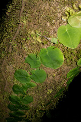 Monstera spruceana