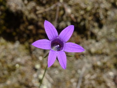 Campanula lusitanica