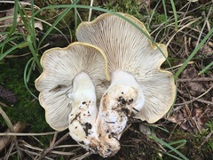 Tricholoma arvernense