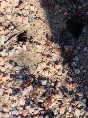 Pogonomyrmex occidentalis