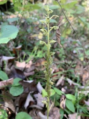 Platanthera flava