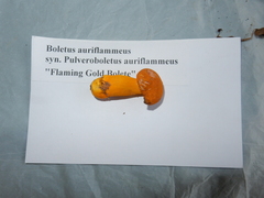 Aureoboletus auriflammeus