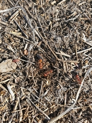 Pogonomyrmex occidentalis