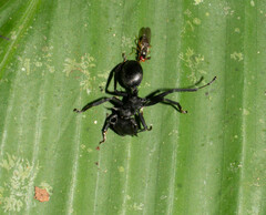 Cephalotes atratus