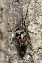 Anthomyia procellaris