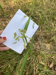 Leersia
