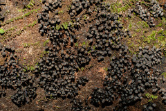 Kretzschmaria cetrarioides