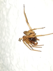 Dysderidae