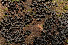 Kretzschmaria cetrarioides