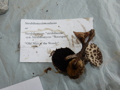 Strobilomyces confusus