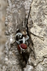 Anthomyia procellaris