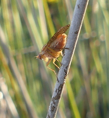 Euthycera chaerophylli