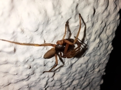 Dysderidae