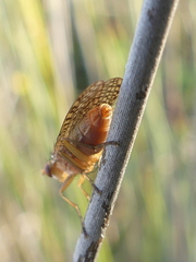 Euthycera chaerophylli
